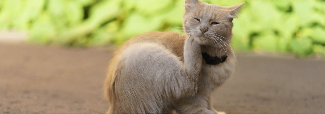 [paste advice page name here]